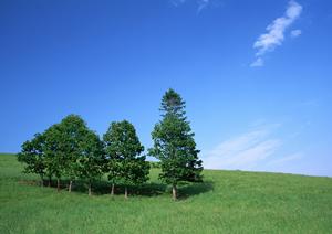 永代供養をしてしまえば東京に住んでいても安心