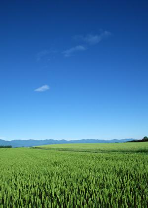 栃木市で安心して迎えられる葬儀を提供するさがみ典礼 栃木昭和町の特徴と魅力