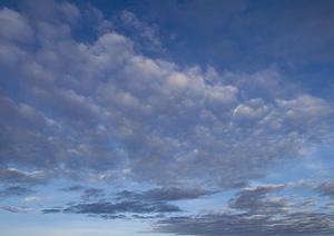 東京での浄土真宗による永代供養墓選びのポイントとおすすめ施設ガイド